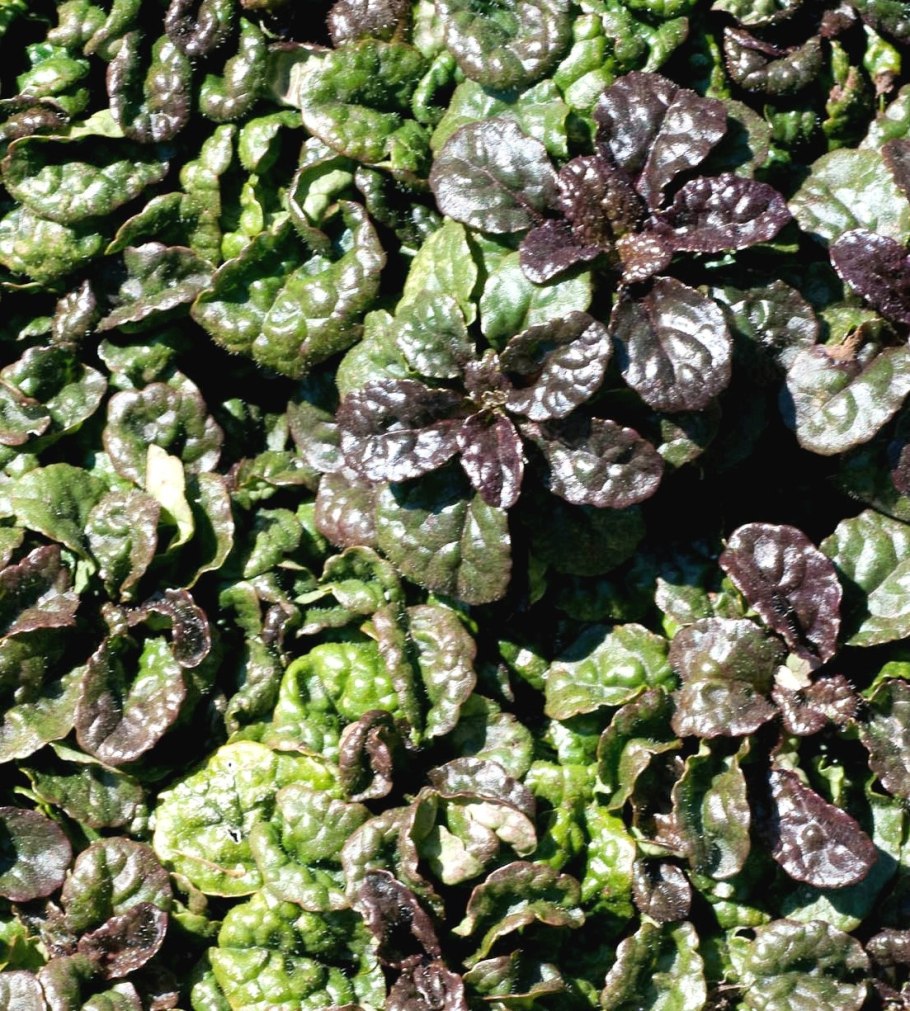 Живучка Альпийская