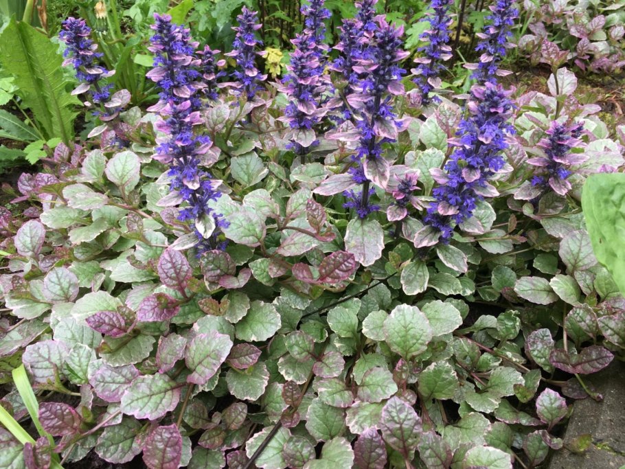 Живучка женевская хелена