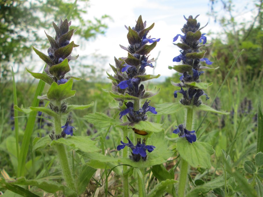 Живучка женевская хелена