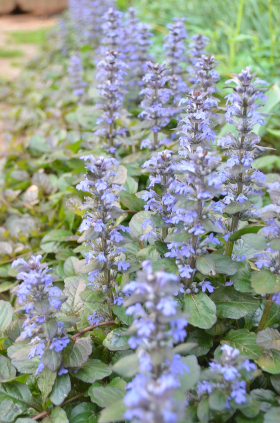 Живучка Аюга Хелена