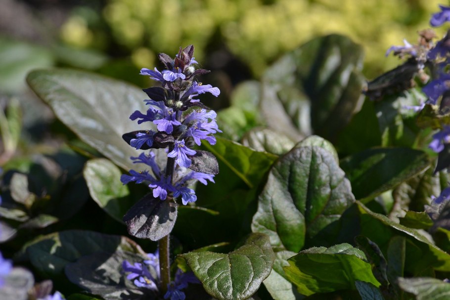 Живучка ползучая ajuga reptans