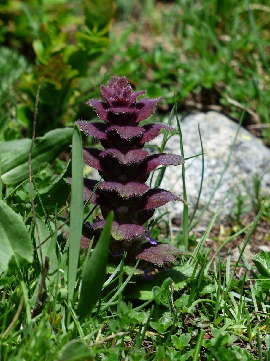Ajuga Genevensis 'Tottenham'