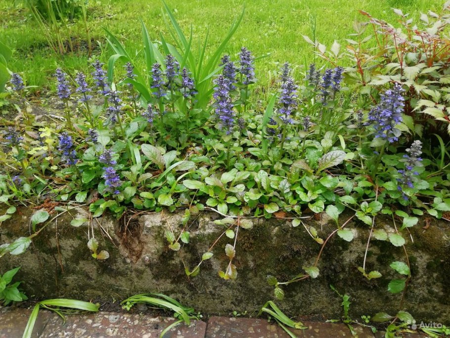 Живучка Ajuga reptans Blueberry Muffin