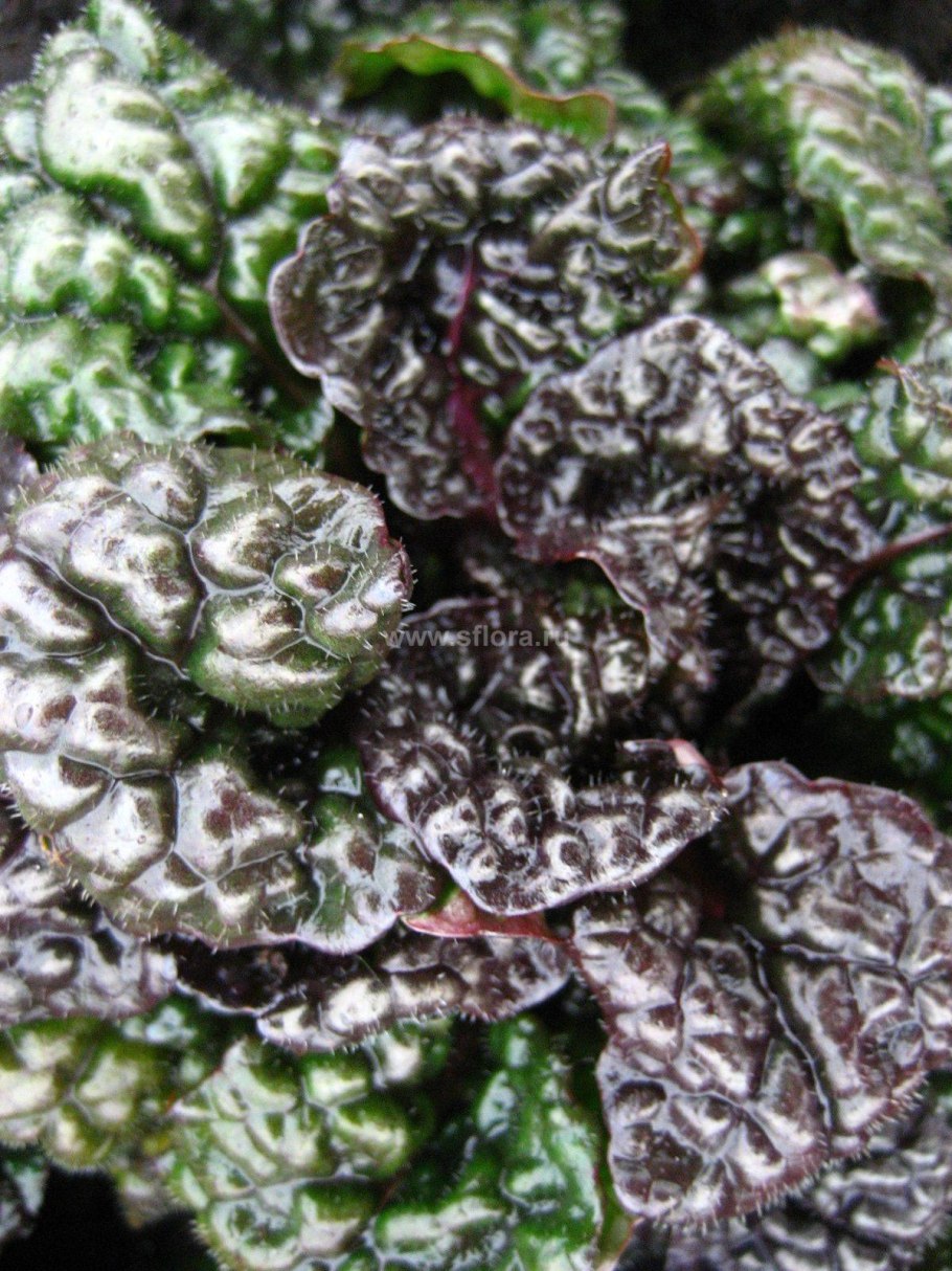 Живучка ползучая metallica crispa