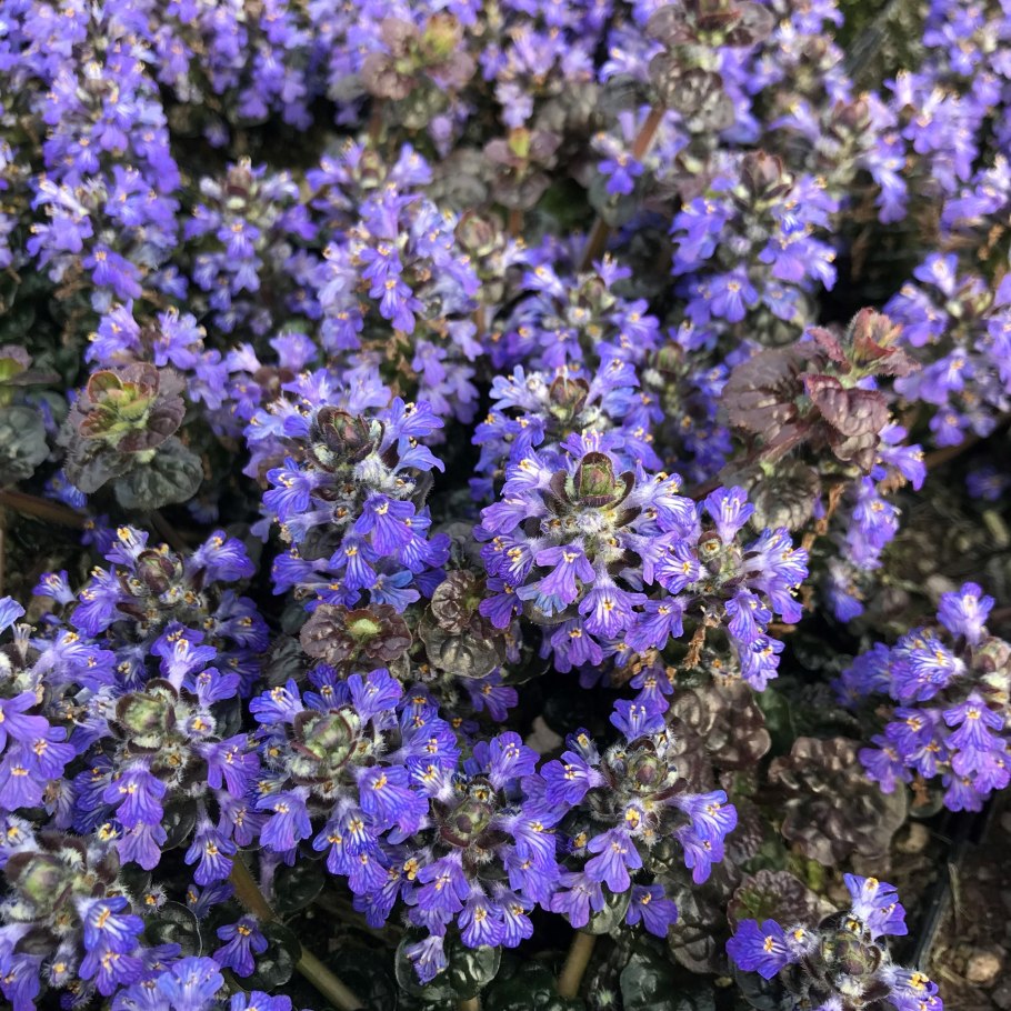 Живучка ползучая Аюга Дубровица