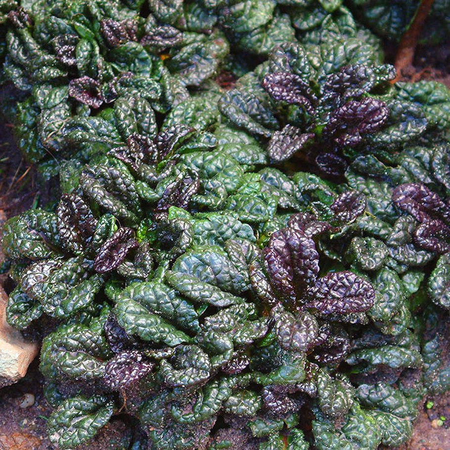 Живучка ползучая