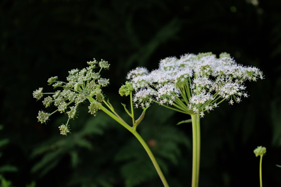Зонтичные (Umbelliferae(Apiaceae))