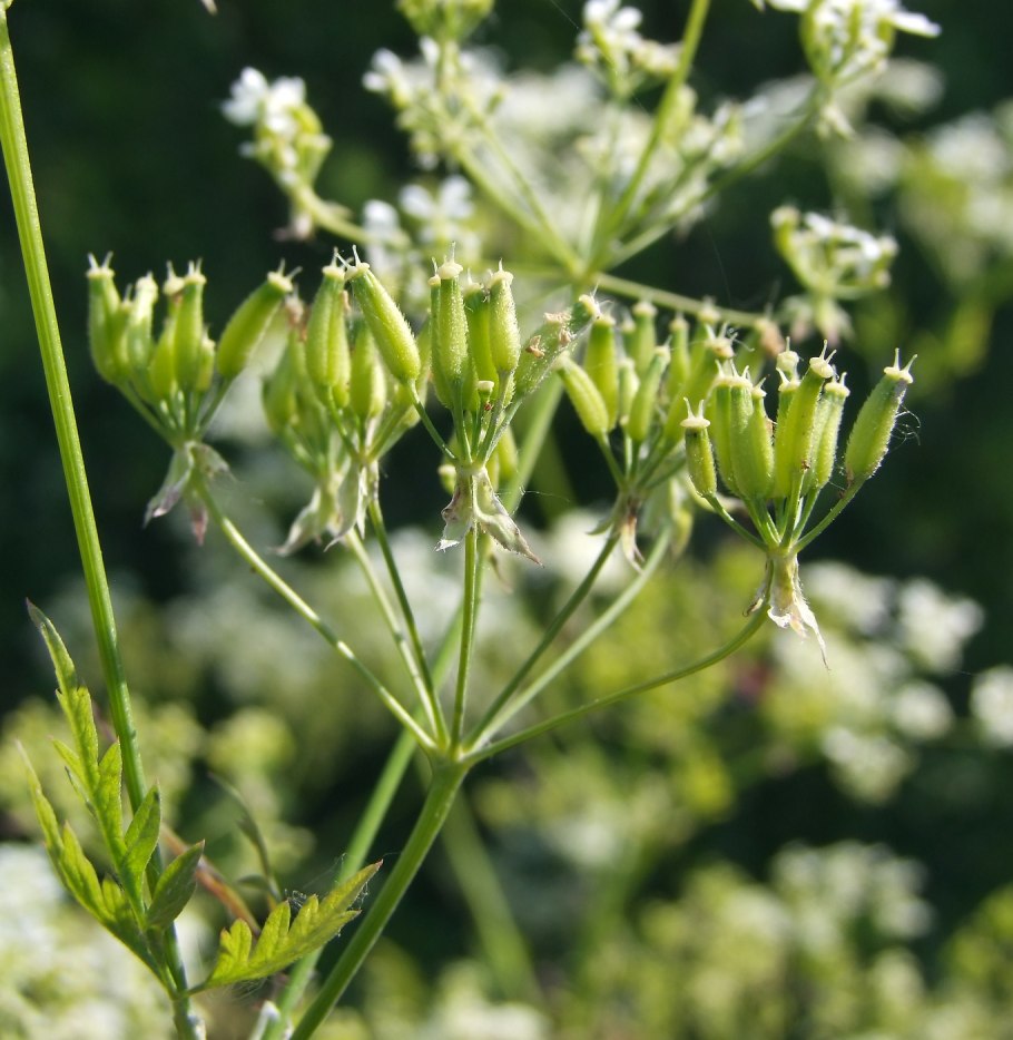 Зонтичные (Umbelliferae(Apiaceae))