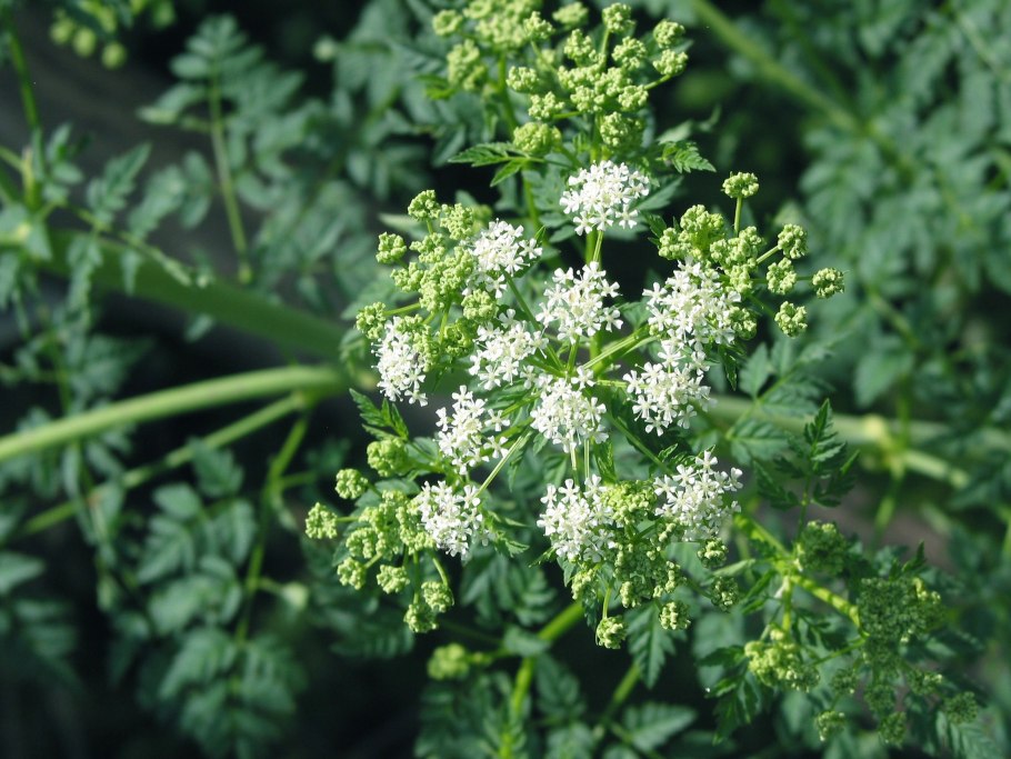 Зонтичные кашка Полевая