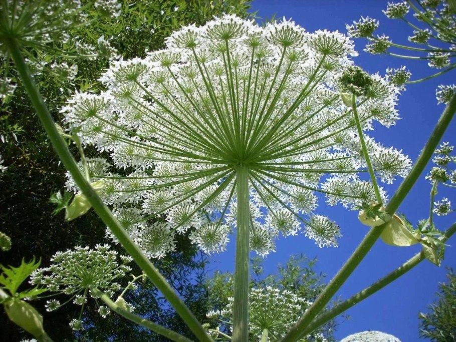 Укроп пахучий - Anethum graveolens