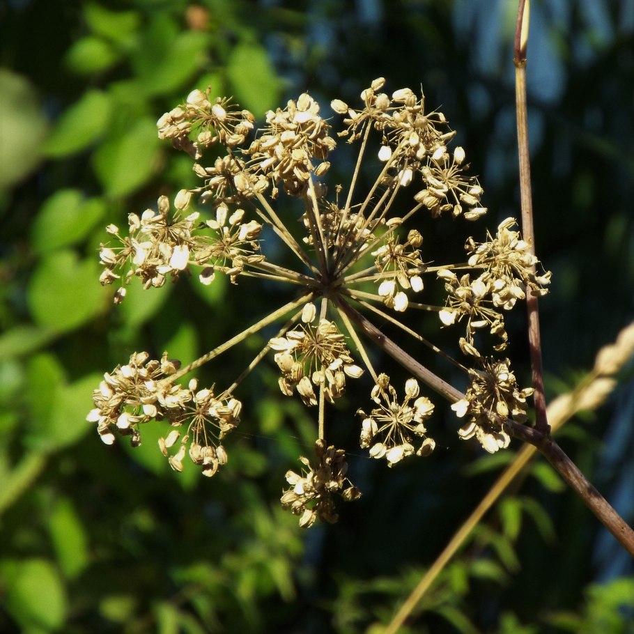 Борщевик растение