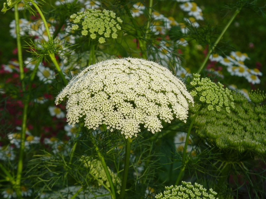 Борщевик Сибирский - (Heracleum sibiricum