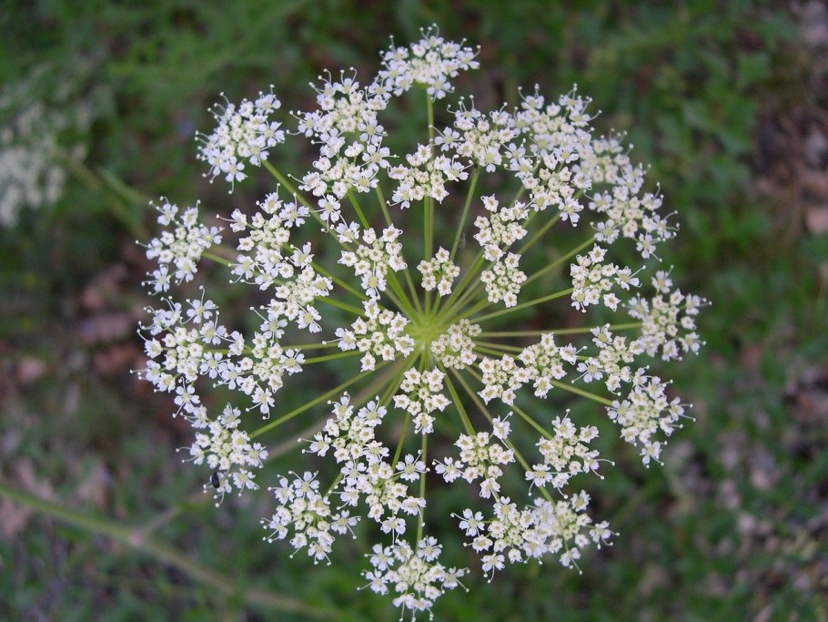 Зонтичные (Umbelliferae(Apiaceae))