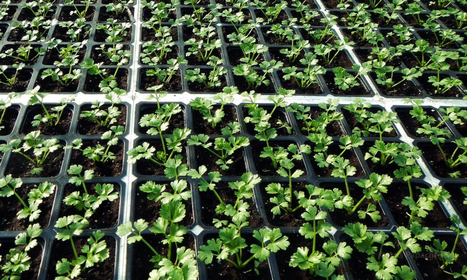 Рассада сельдерея черешкового