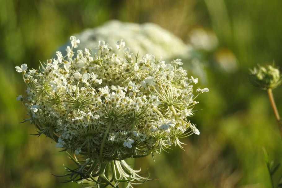 Морковь дикая - daucus carota l.