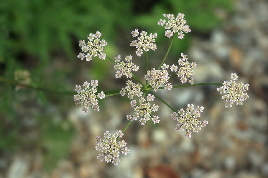 Тмин обыкновенный