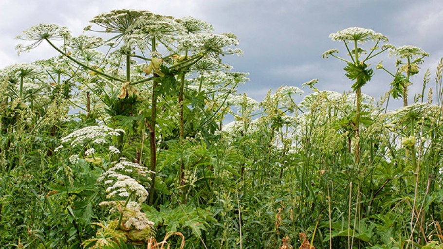 Борщевика сосновского