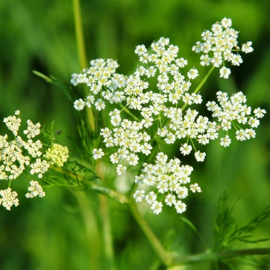 Heracleum борщевик