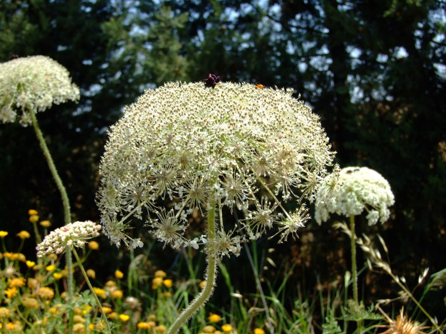 Амми daucus carota