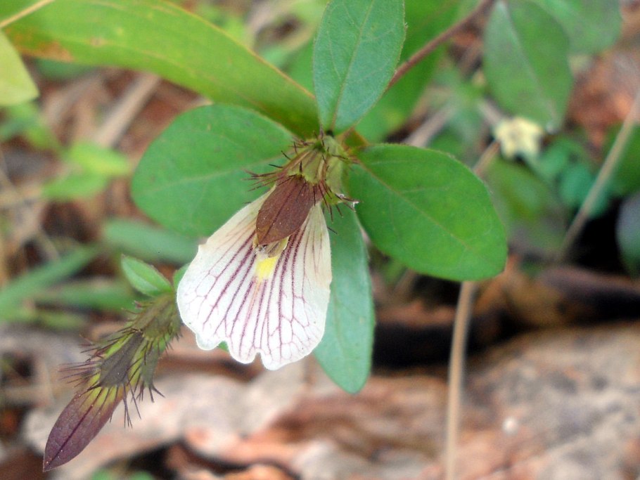 Myrtaceae Leptospermum