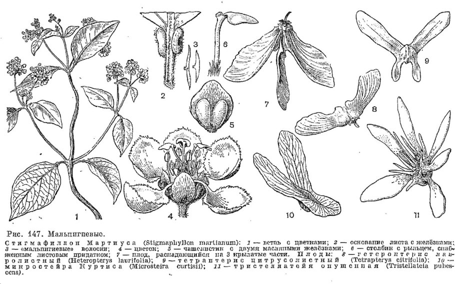 Psiloxylon mauritianum,