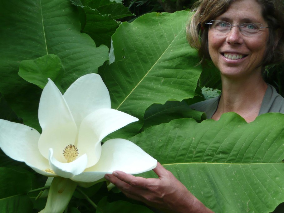 Цветы магнолии