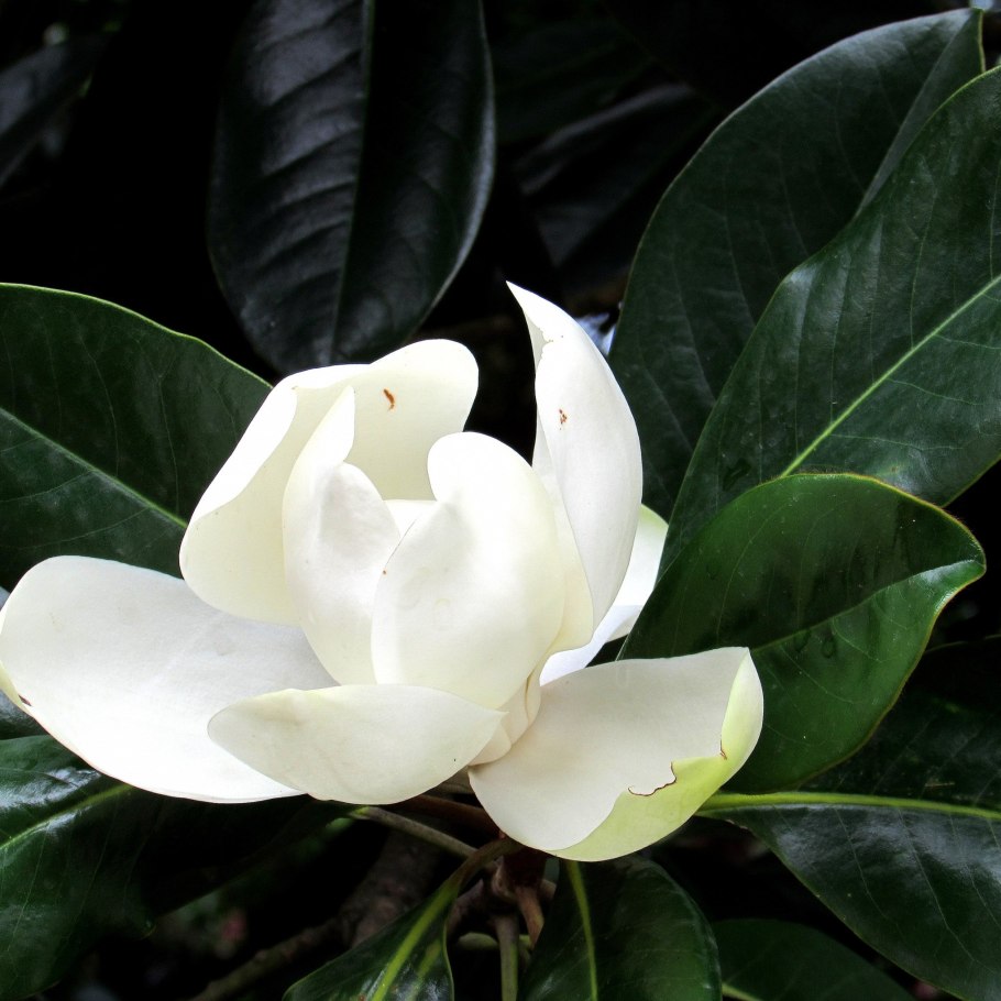 Магнолия грандифлора