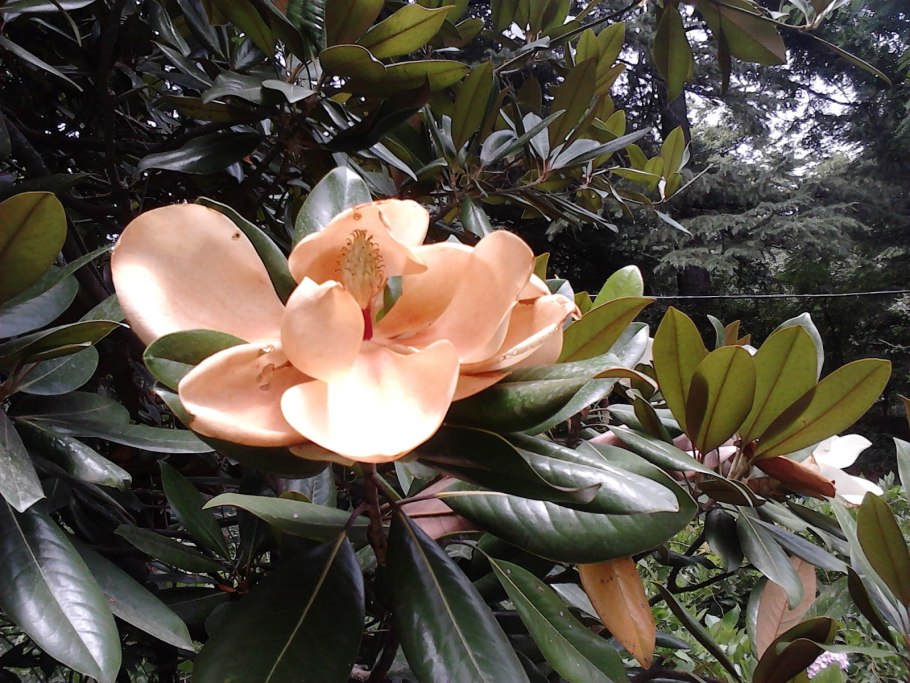 Магнолия Эша