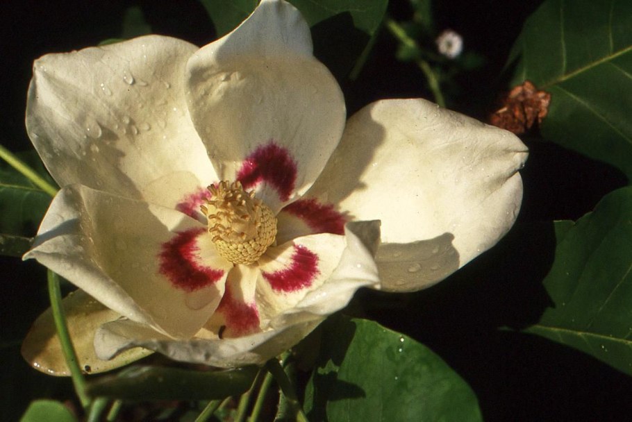 Japanese Bigleaf Magnolia