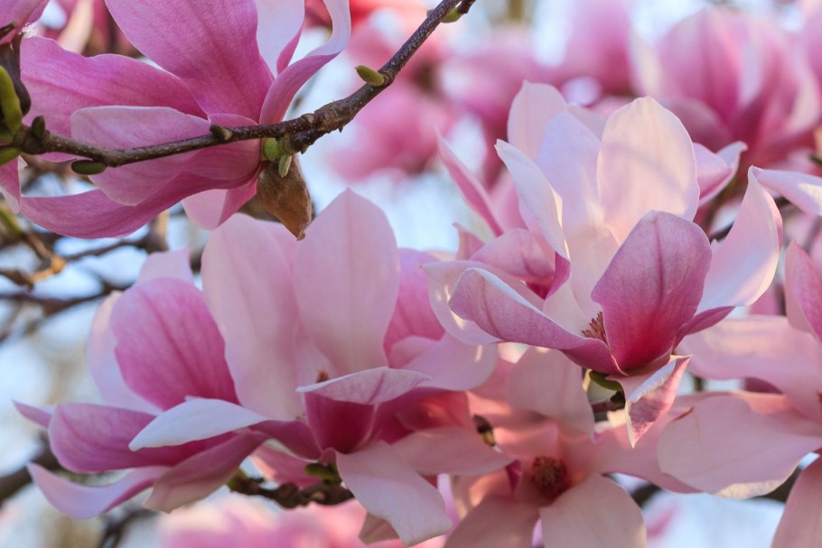 Магнолия Северной Америки