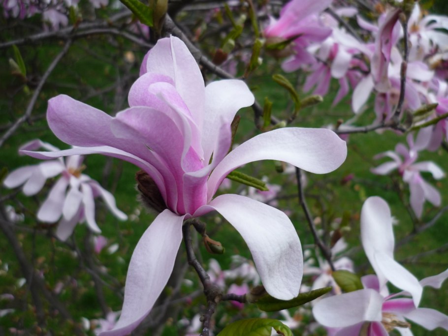 Магнолии крупнолистной (Magnolia macrophylla)