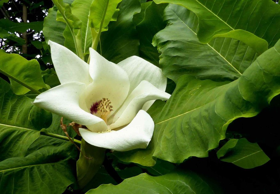 Magnolia macrophylla (Магнолия)