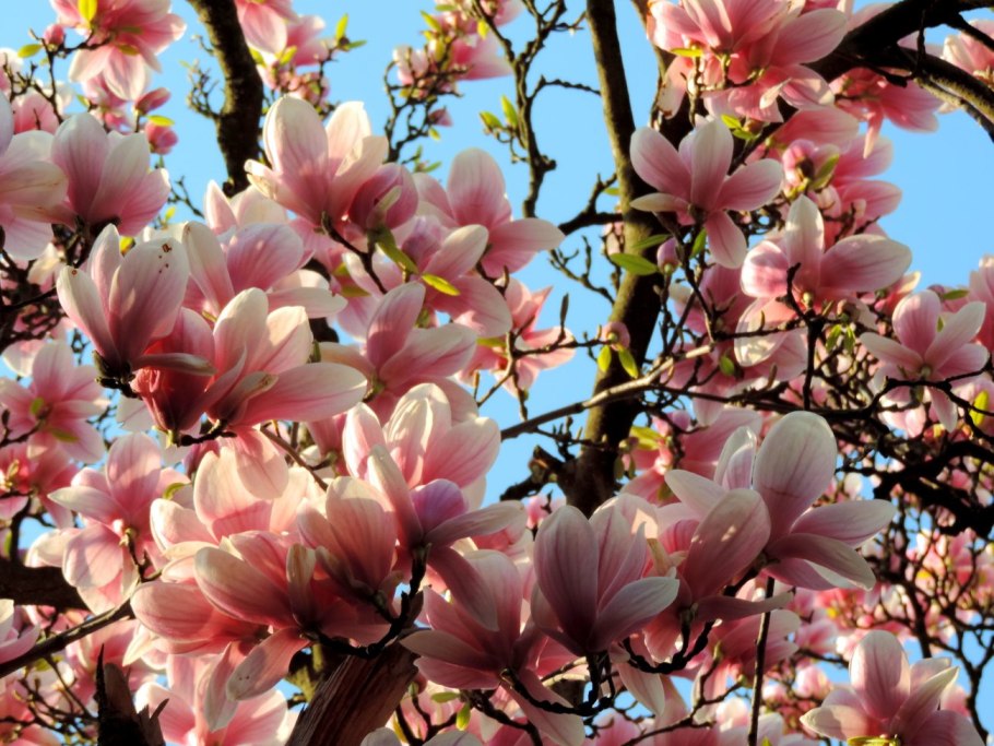 Магнолии крупнолистной (Magnolia macrophylla)