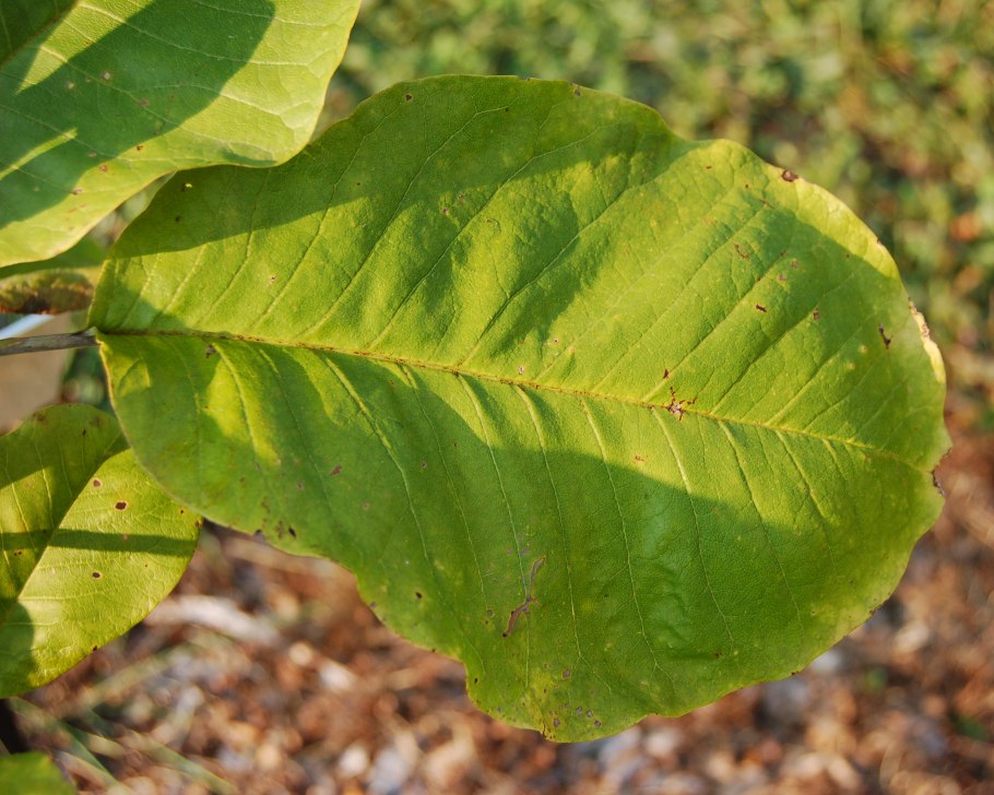Magnolia acuminata
