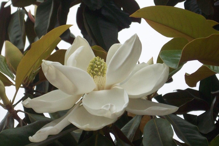 Магнолия грандифлора Галлисоненсис