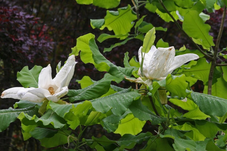 Magnolia macrophylla (Магнолия)