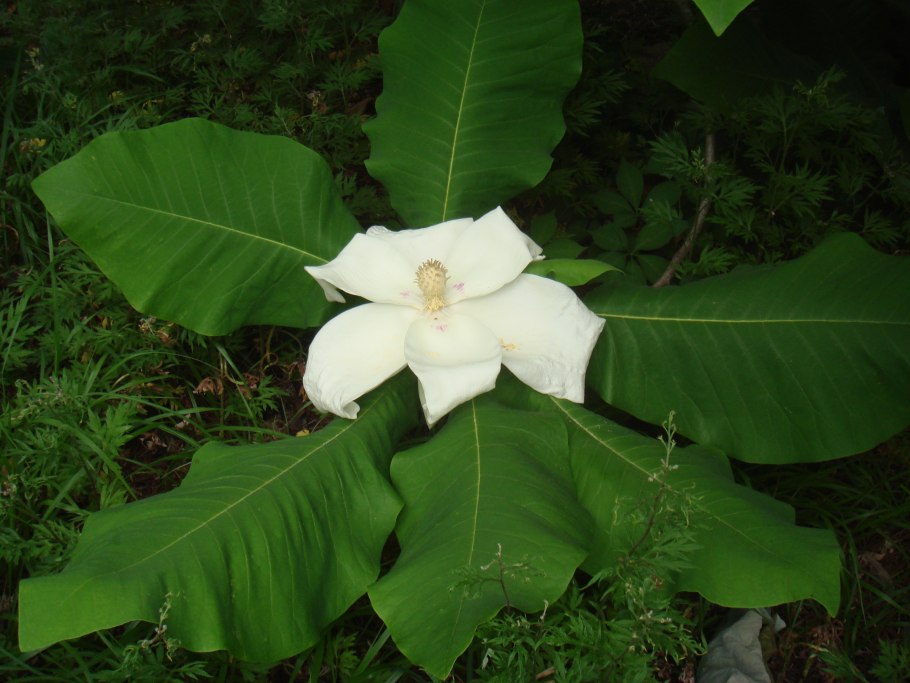 Magnolia grandiflora