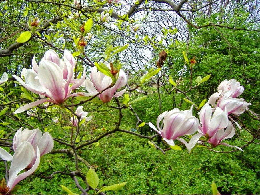 Суланжа магнолия