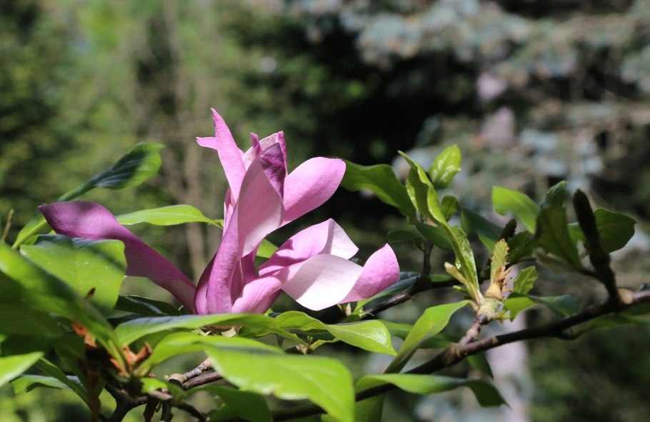 Magnolia macrophylla (Магнолия)