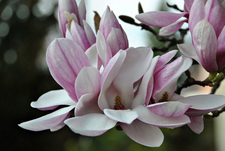 Магнолия крупнолистная macrophylla