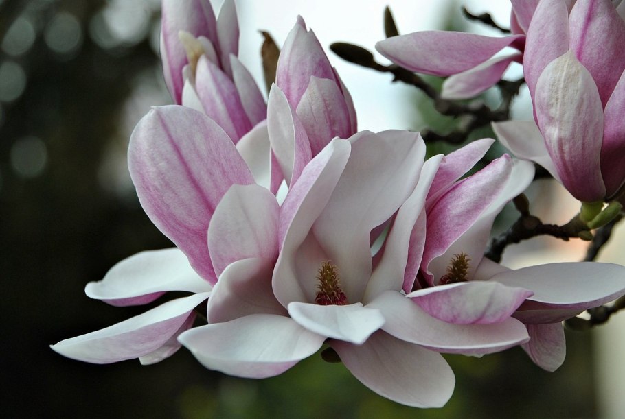 Магнолия кобус суланжа