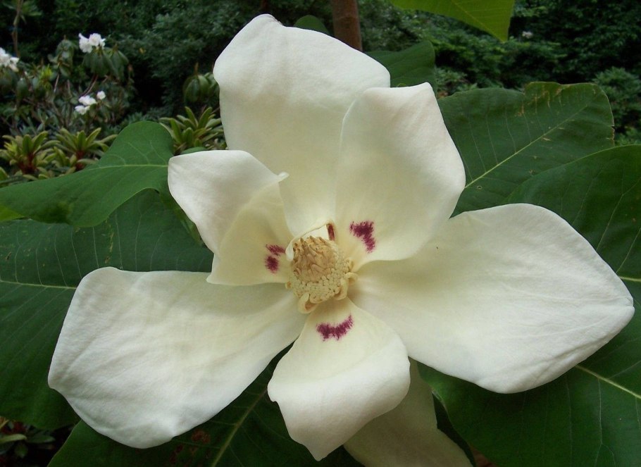 Магнолия крупнолистовая