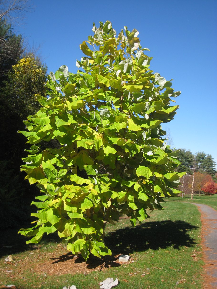 Magnolia macrophylla