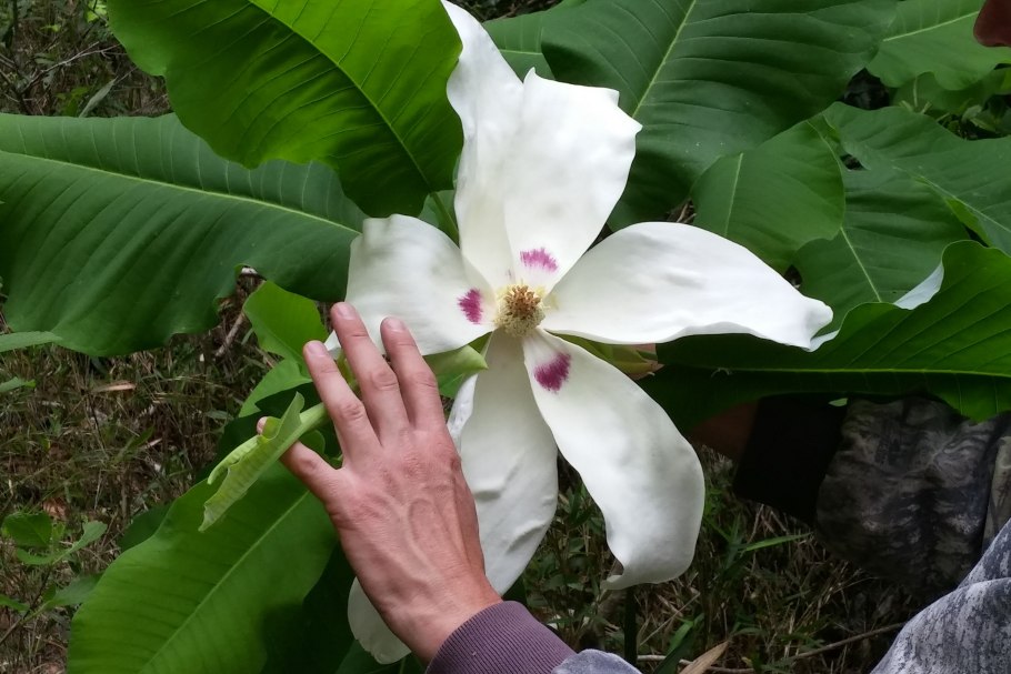 Магнолия Эша