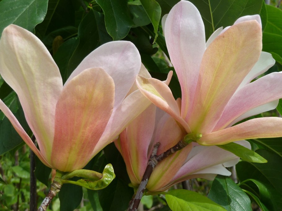 Магнолия coral lake