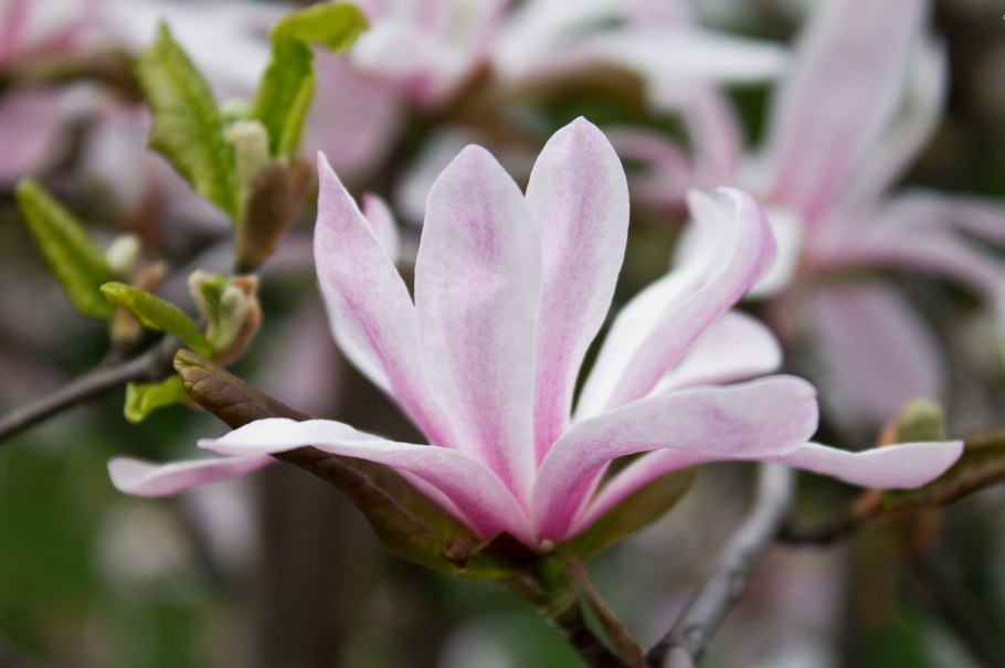 Магнолия лилиецветная бетти