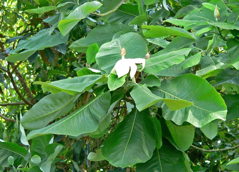 Magnolia dealbata