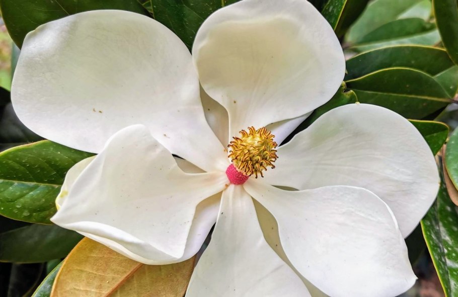 Магнолия крупноцветковая Галлисоненсис