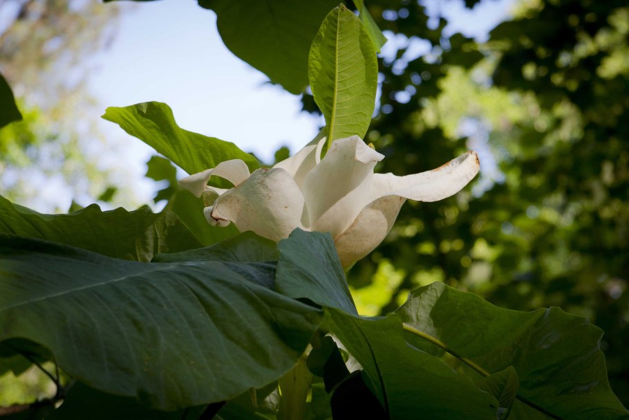 Магнолия крупнолистная macrophylla