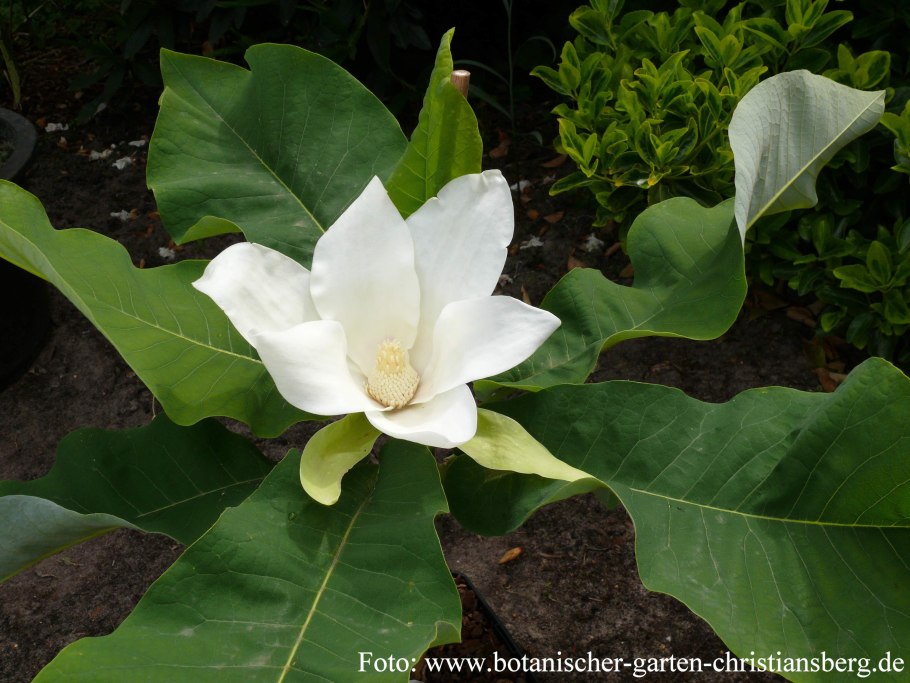 Магнолия крупнолистная Эша